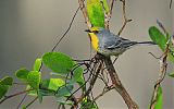 Olive-capped Warbler